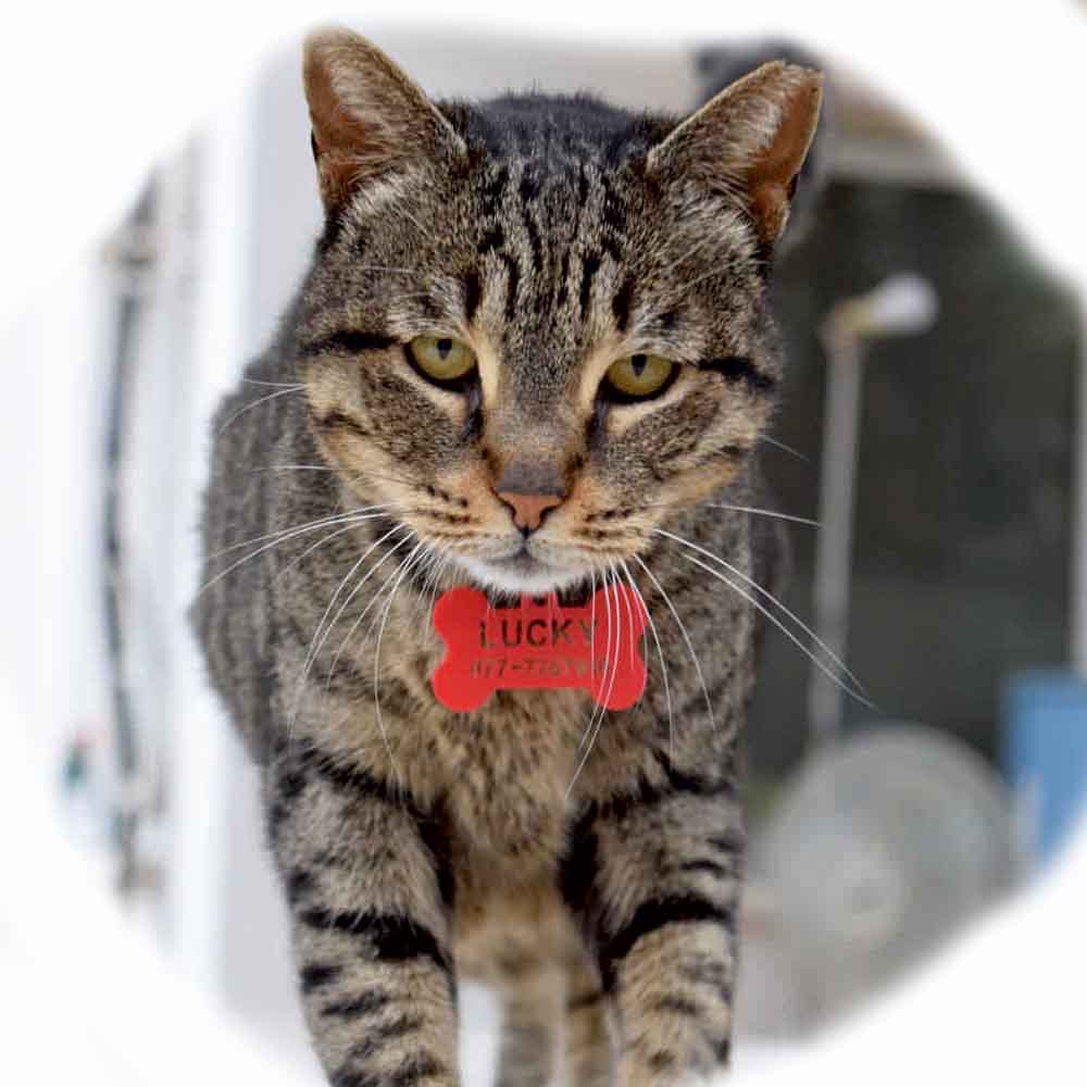 תוויות שם עם פרטי קשר לחיות מחמד