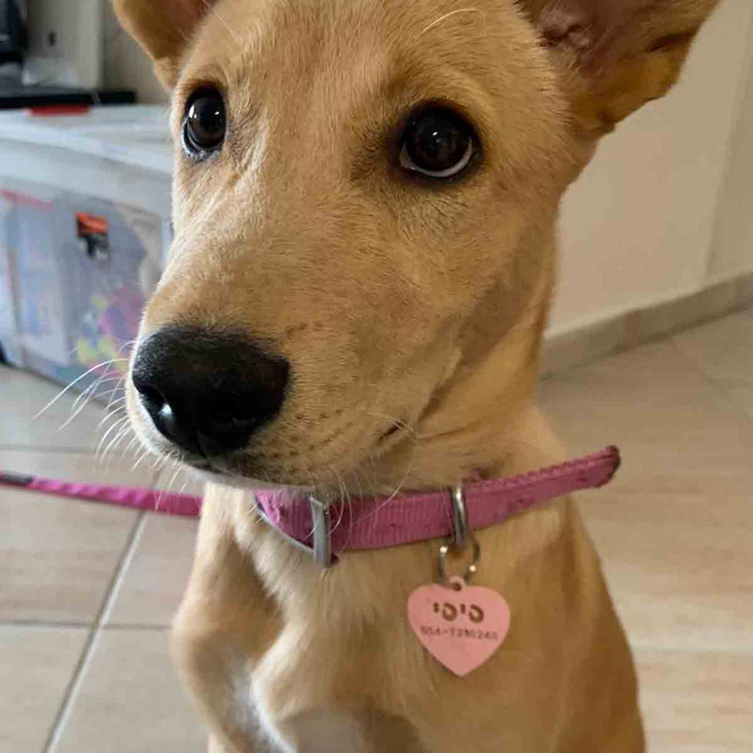 תליון שם לב